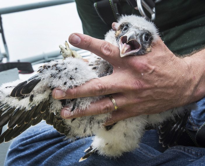 Several new peregrine falcons were banded at the Verrazano and Marine Parkway Bridges.