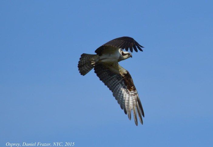 osprey1