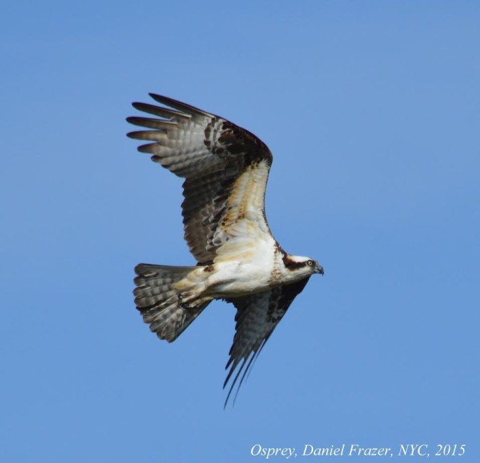 osprey2