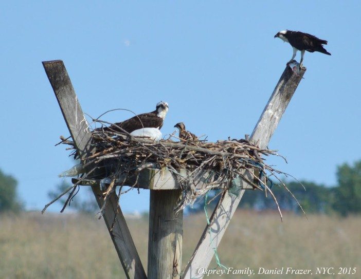 osprey3