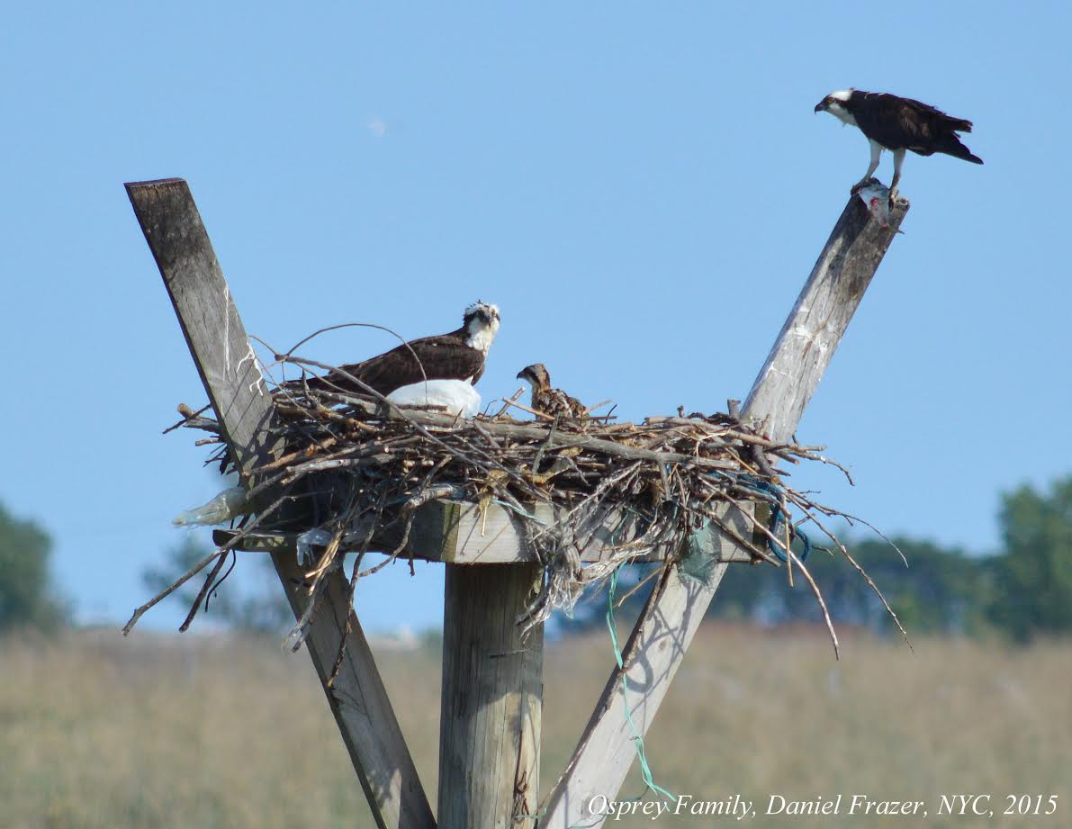 Meet Your Neighbors: The Osprey, A Mysterious Bird Of Prey That Calls The Marine Park Salt Marsh Home
