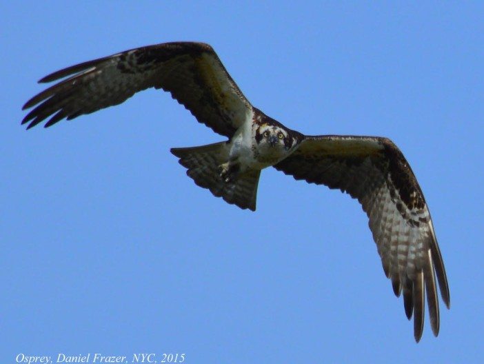 osprey4