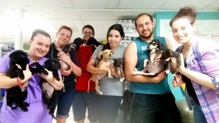The puppies with Rescue City volunteers and Oceanside veterinarians. Source: Facebook
