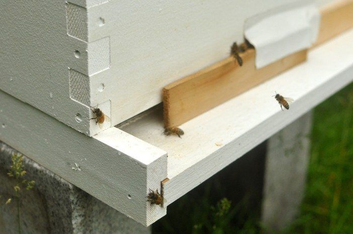 bees at the entrance to their hive at green-wood cemetery in brooklyn