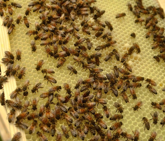 bees on honeycomb from a give at green-wood cemetery