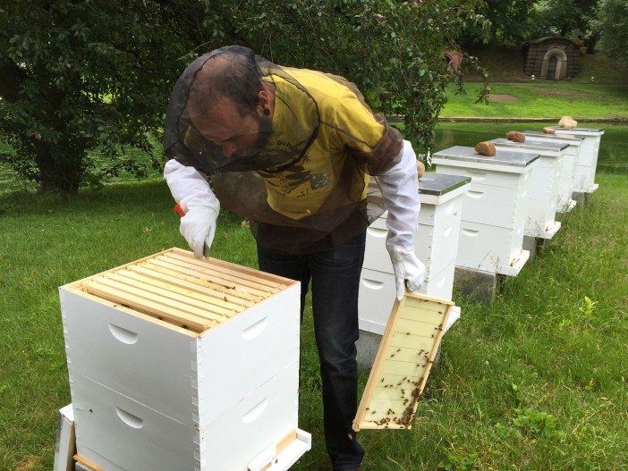 davin larson inspects the beehives at green-wood cemetery