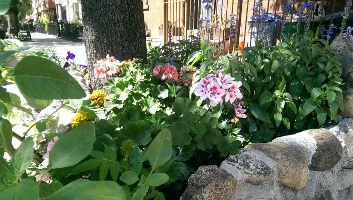 Photo by Shannon Geis / Park Slope Stoop