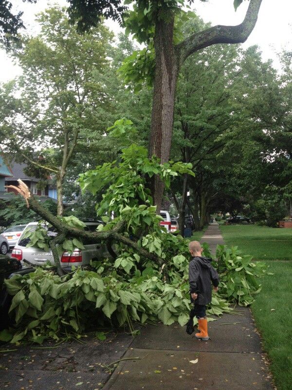 484 Rugby Road tree branch down 2