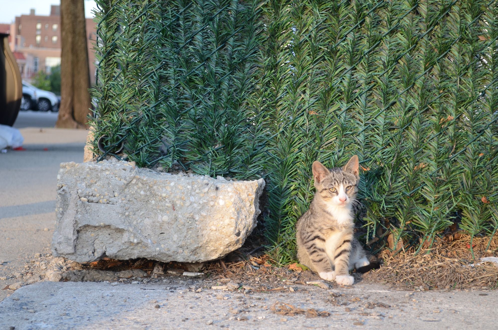 cat near emmons ave