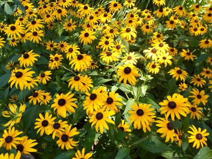 black eyed susans