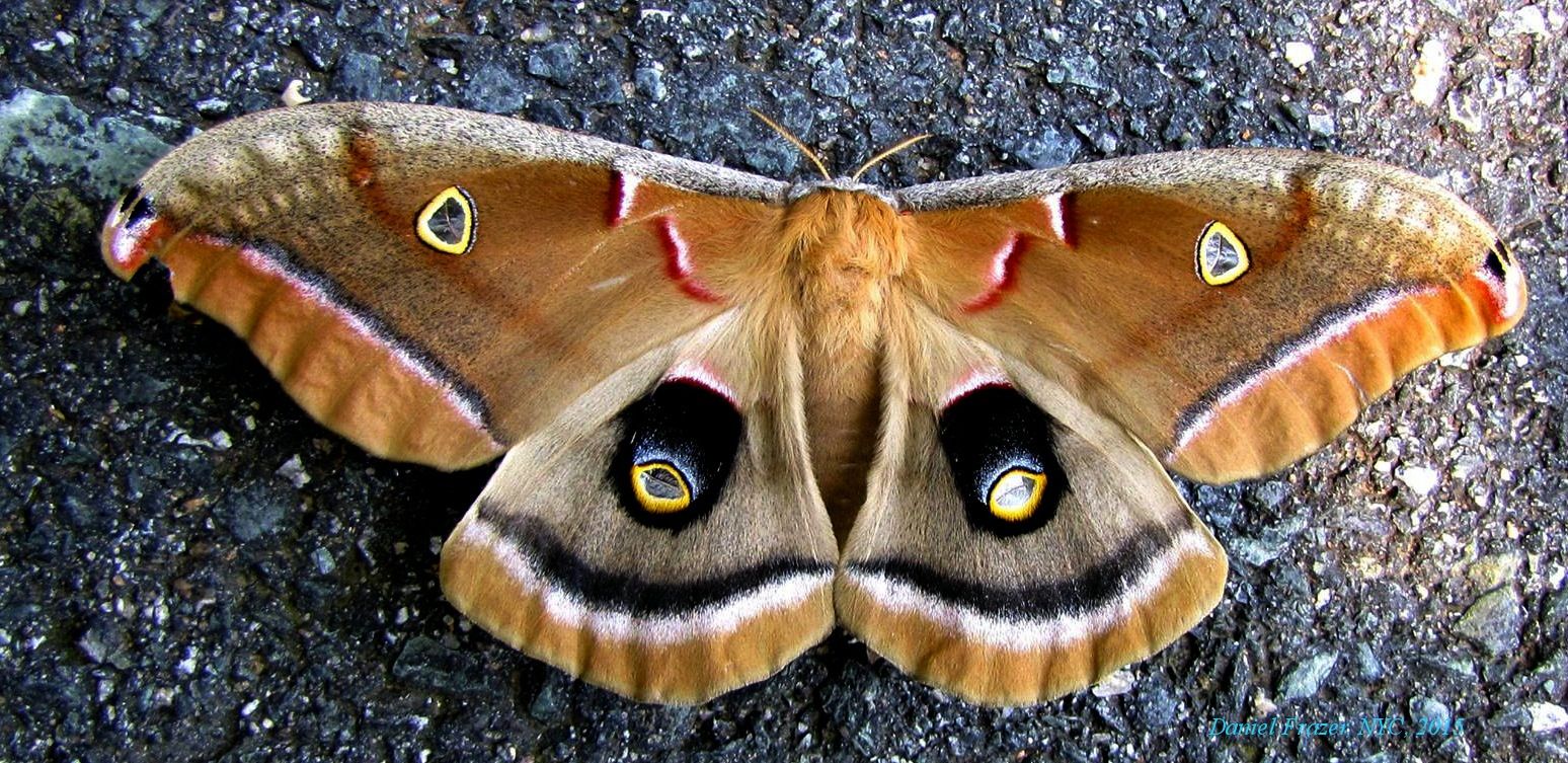 Celebrate Moths During National Moth Week - Bklyner