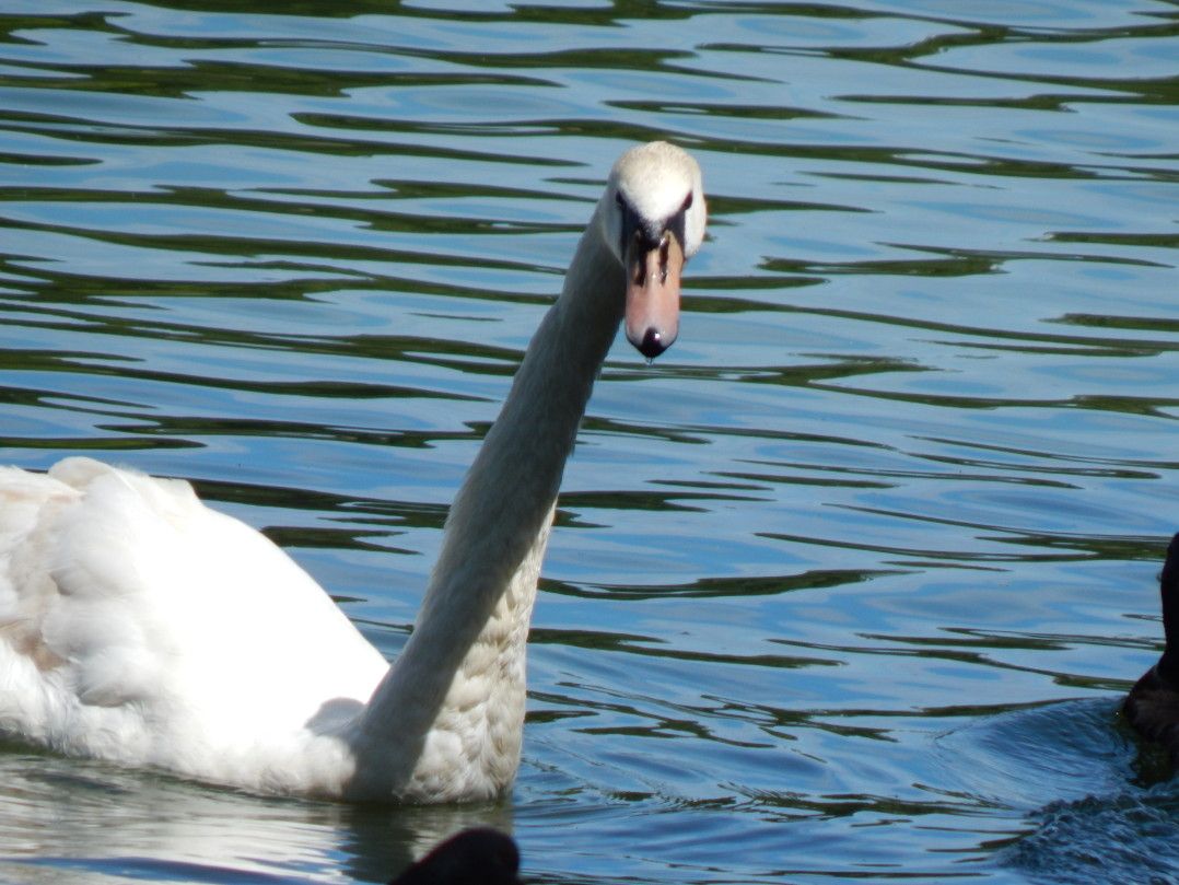 Prospect Park swan