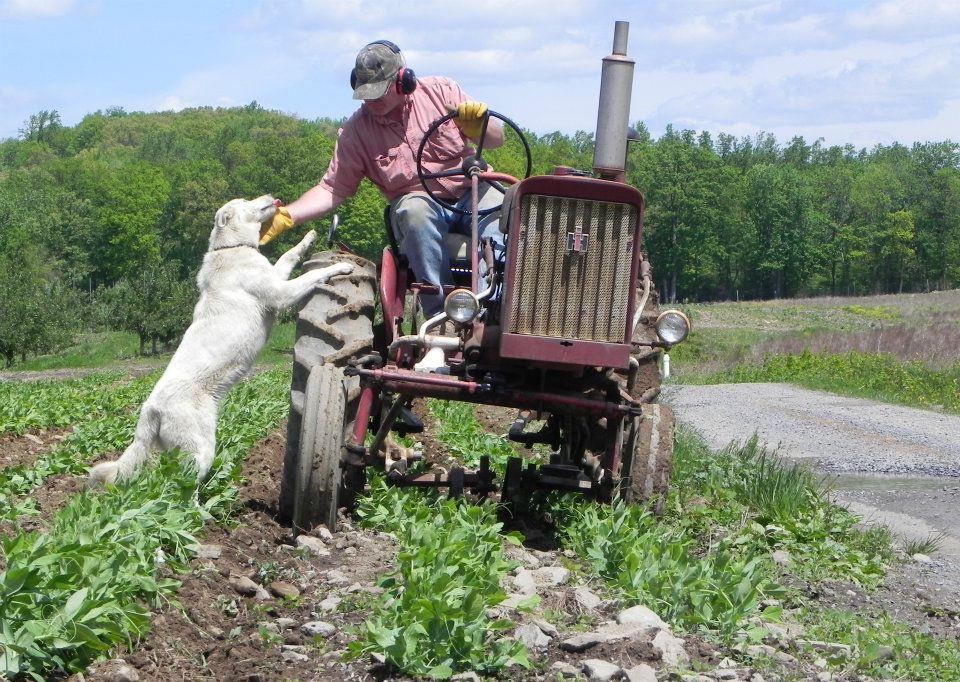 Thomas Maynard spends time at his upstate farm. Photo via Maynard Farms