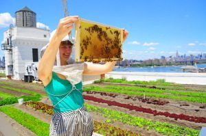 beekeeping at brooklyn grange