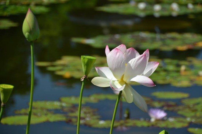 Photo by Brooklyn Botanic Garden.