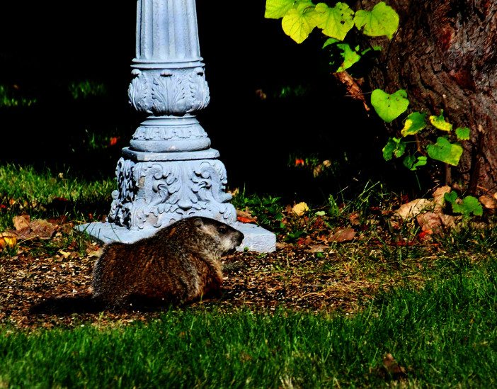 are dogs allowed in greenwood cemetery