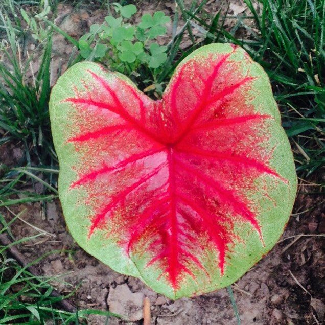 leaf heart