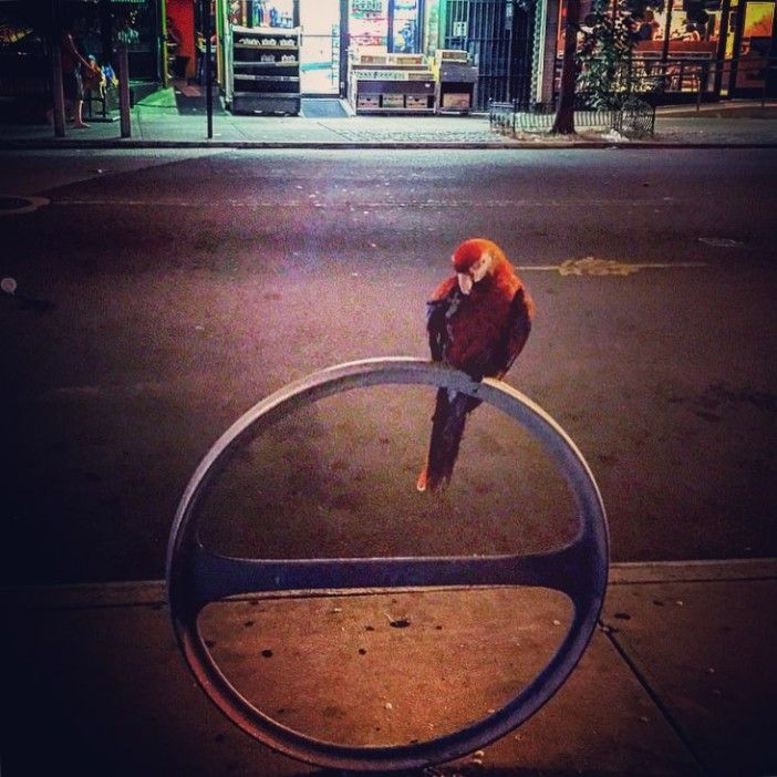 A parrot hangs out on Cortelyou Road.