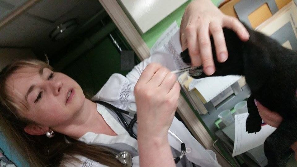 A veterinarian checks the condition of one of the rescued puppies.