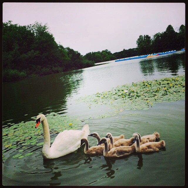 swan and babies