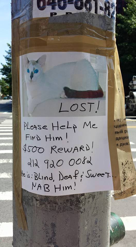 Photo via Lost and Found Pets in Brooklyn.