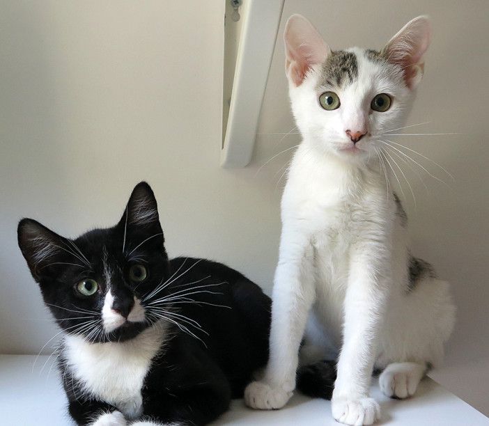 Gifford and Clarence are brothers. Photo courtesy of the Brooklyn Bridge Animal Welfare Coalition