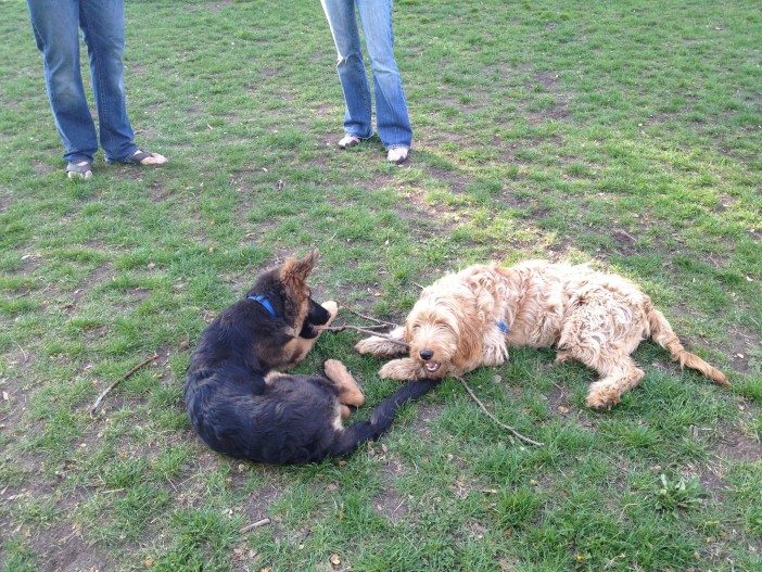 Anke and Bode play together in Fort Greene Park. (Photo courtesy of Barbara Sheehan.)