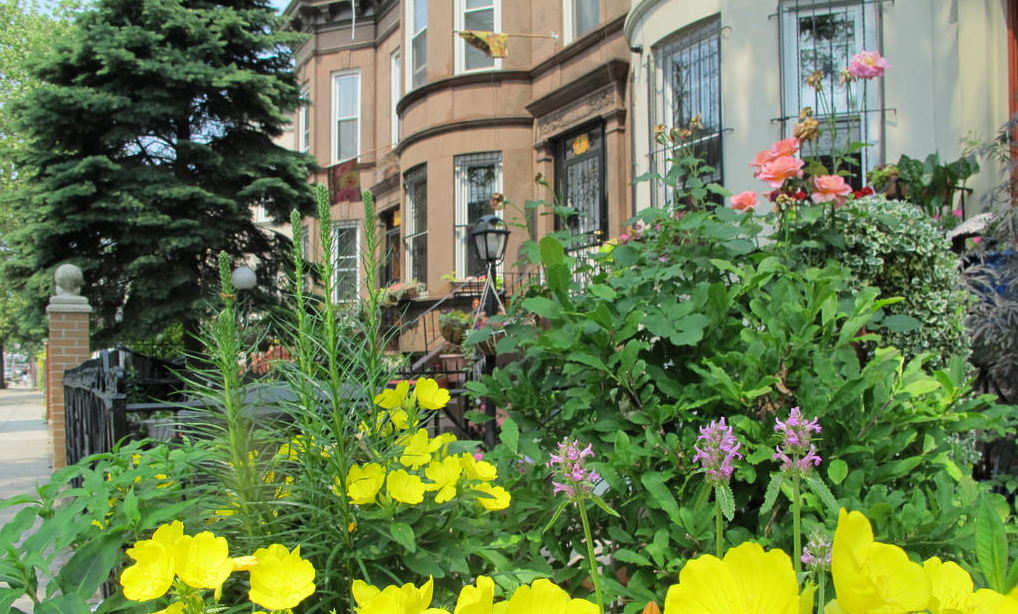 East 25th Street, between Clarendon Road and Avenue D. Photo via the Brooklyn Botanic Garden
