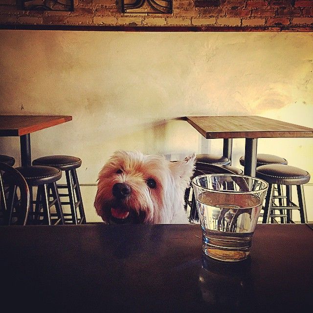 dog at Bar Chord