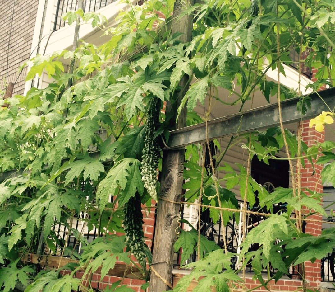 Bitter melon growing on Avenue C (Photo by Nicole Levit)