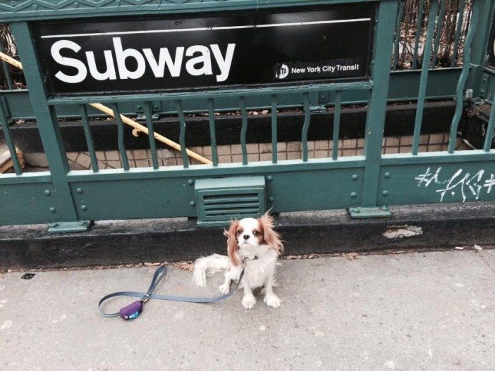 Leopold Bloom likes adventure. Photo courtesy of Miriam Parker.