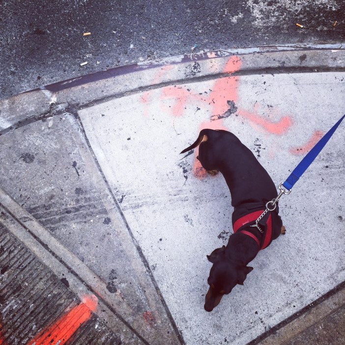 looking down on a daschund on a street corner in south slope