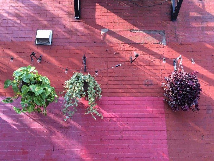 Hanging plants on 11st Street near 5th Avenue