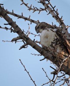 A red-tailed hawk.