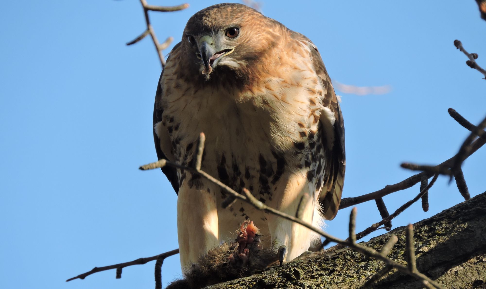 A red-tailed hawk feasting on prey.