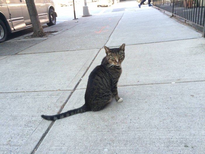 The feline of 6th Avenue