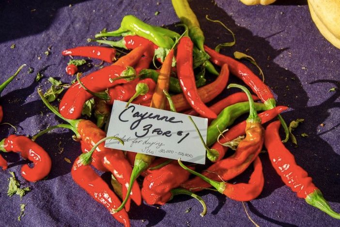 Chile Peppers