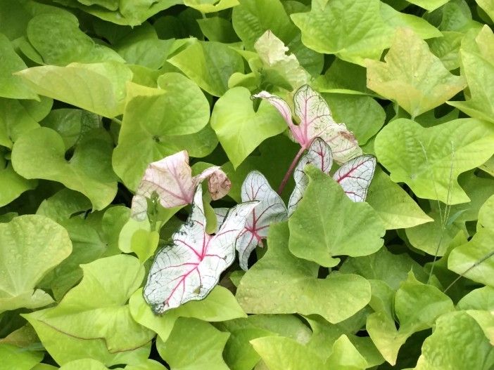 End of summer plants