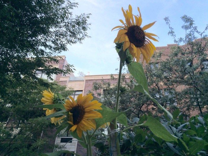 Sunflower Dusk