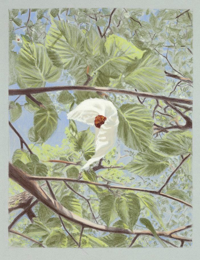 Dove Tree by Christine Newman