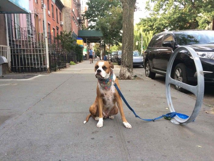 Dog on 6th Avenue