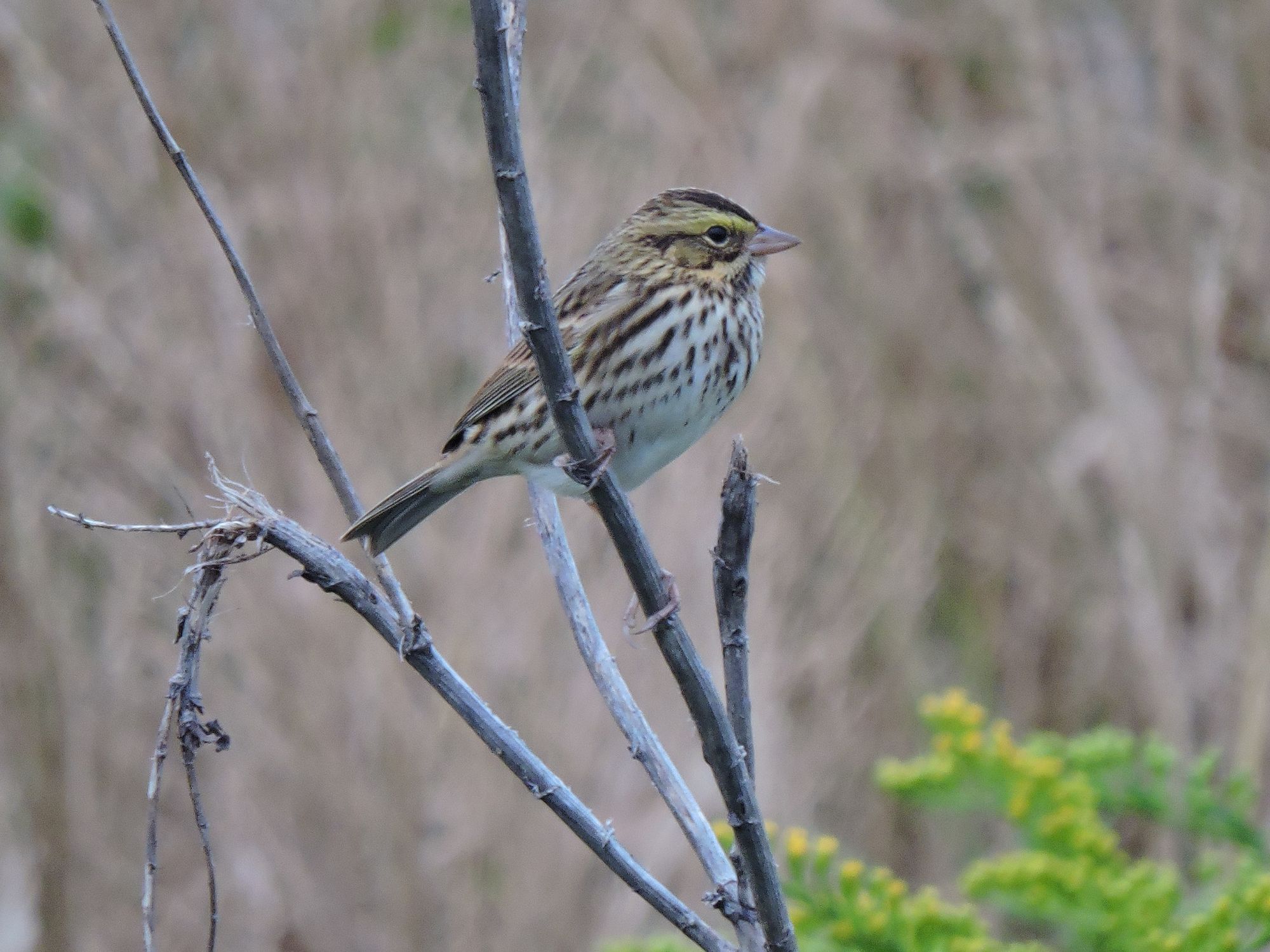 A savannah sparrow. 