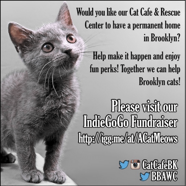 cat cafe fundraiser on indiegogo