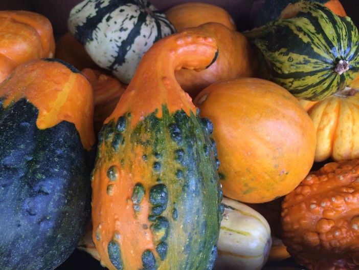 gourds