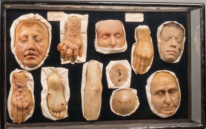 House of Wax at the Morbid Anatomy Museum