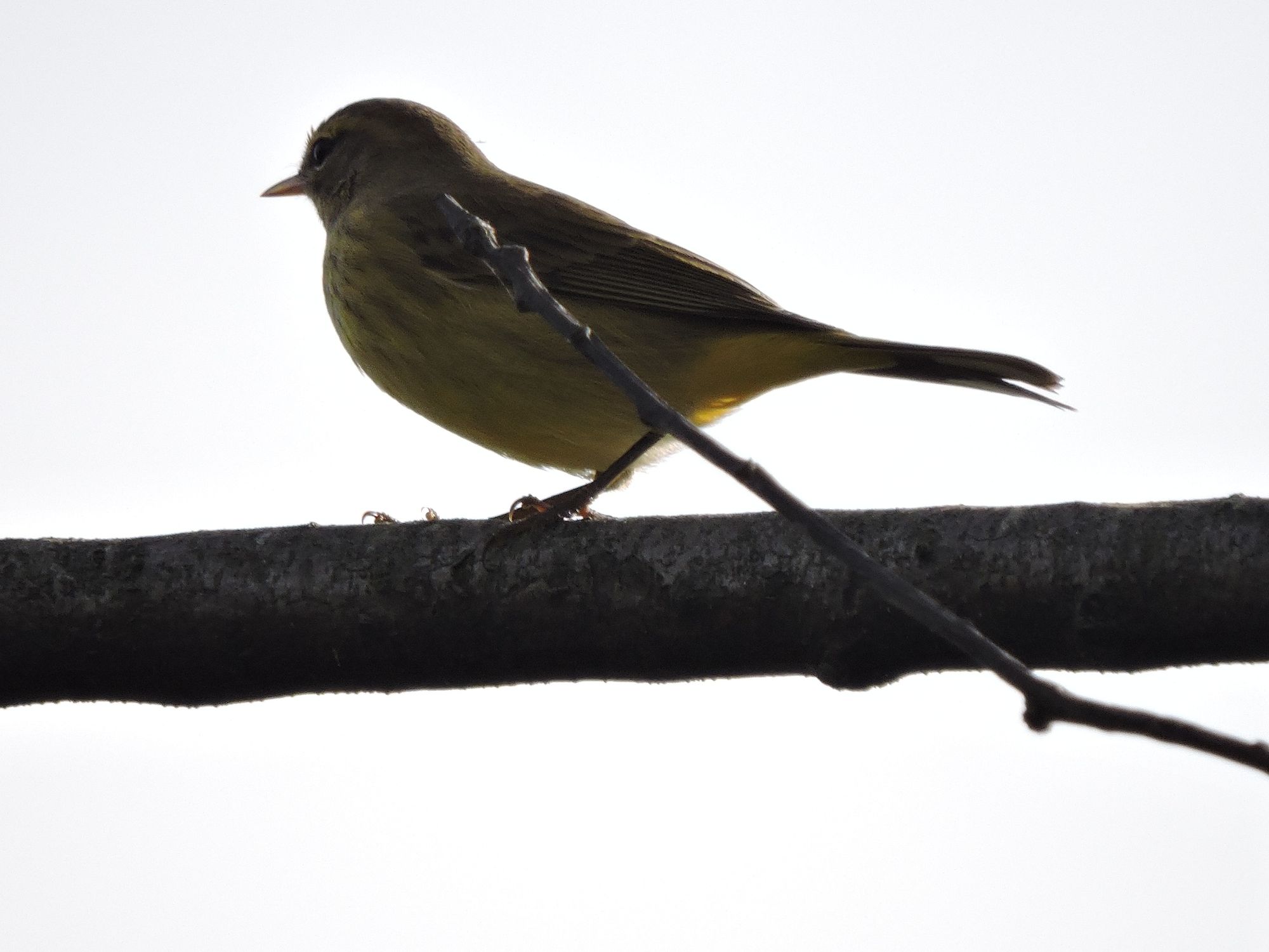 A palm warbler.