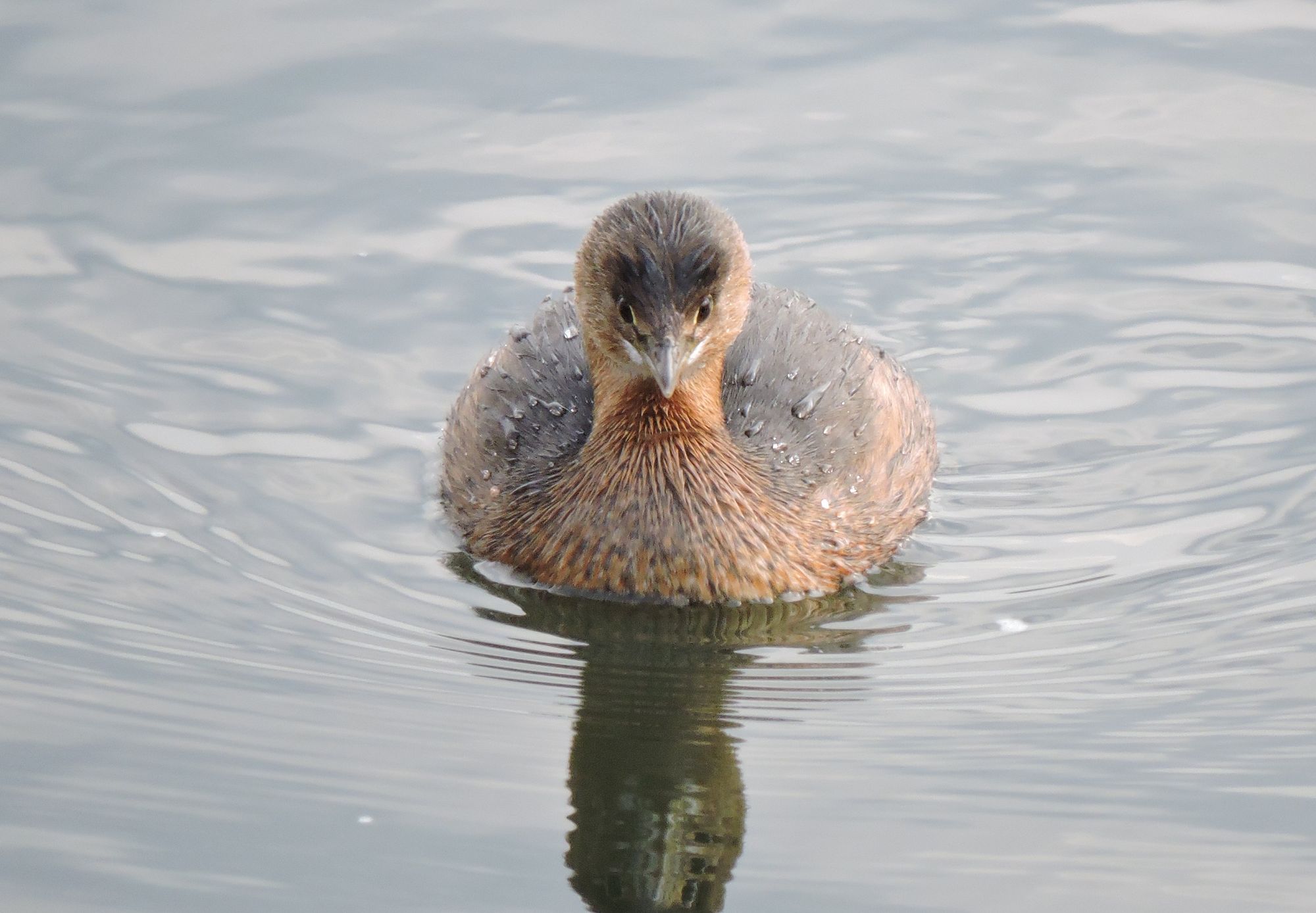 A pied-bill grebe.