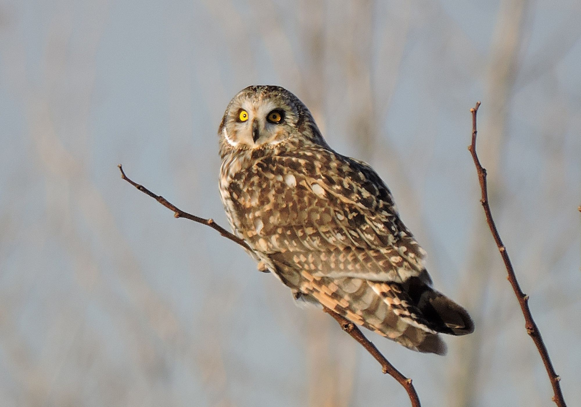 A short-eared owl.