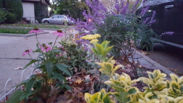 There are still a few flowers blooming! (Photo by Shannon Geis/Ditmas Park Corner)