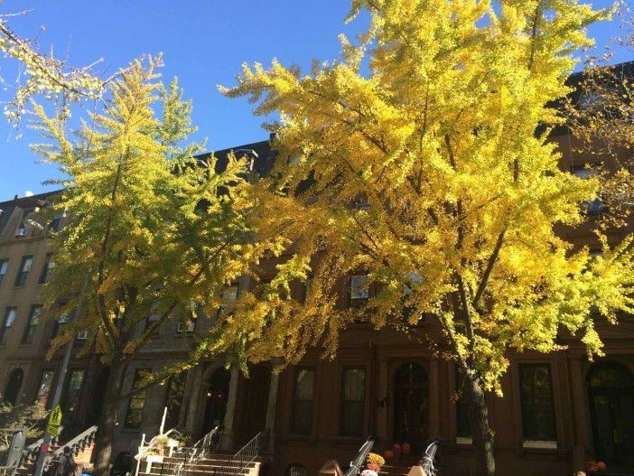 fall leaves on 7th Avenue